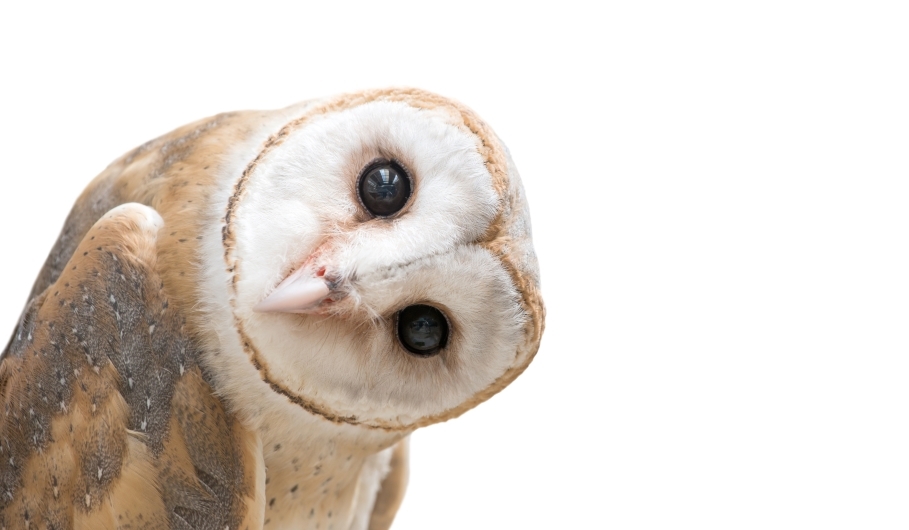 Masthead image of a light brown and white barn owl, its head cocked
    completely sideways, looking at you inquisitively.